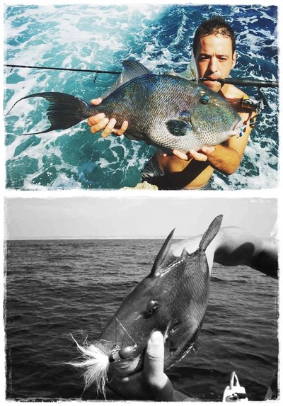 Banana 14 gr. y Banana 28 gr.