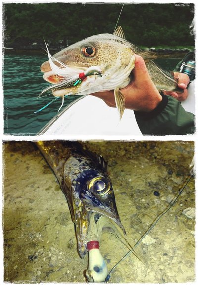 Banana 14 gr. y Banana 10'5 gr.